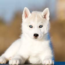 A siberian husky's coat can have all colors from pure white to mostly black, with a variety of markings and patterns. Siberian Husky Puppies For Sale Puppyspot