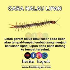 Black centipede pearls a.k.a geliga lipan bara hitam. Khaz Bbq Posts Facebook