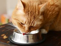 Hill's pet nutrition uk and ireland. Food Brand Recommendations For Kittens And Cats Kitten Rescue