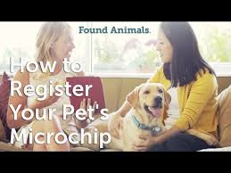 How does pet microchipping work? How To Register Your Pet S Microchip Youtube