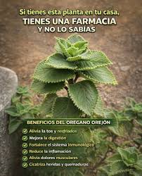 En muchos hogares latinoamericanos, entre macetas y jardines, crece  silencioso el orégano orejón. Sus hojas carnosas y su aroma intenso han  sido celebrados por generaciones como un remedio natural, y en redes