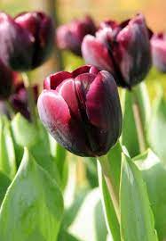 Tulip Recreado Makes A Sumptuous Appearance In The Garden With Its Doge Purple Bulb Flowers Tulips Planting Bulbs