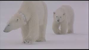 Jul 29, 2021 · polar bear: Threatened Species The Polar Bear Largest Land Carnivore Youtube