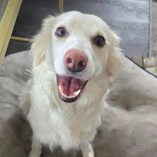 Profile for Willowcreekbordercollies