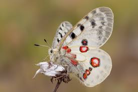 Image result for Parnassius apollo