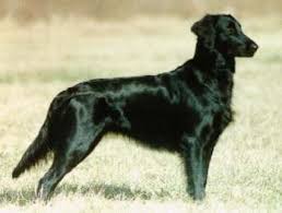 We did not find results for: New Zealand Flat Coated Retriever Breeders Grooming Dog Puppies Reviews Articles Muamat