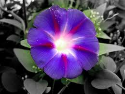 Morning glory good morning flowers images hd. Morning Glory Quotes Quotesgram