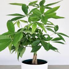 Image result for Pachira