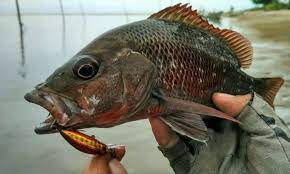 Ikan kakap merah (lutjanus campechanus) merupakan ikan yang berasal dari barat samudera atlantik, diantaranya teluk meksiko, di mana kediaman yang paling mayoritas yakni perairan yang. Teknik Padu Nak Strike Ikan Kakap Merah Muara Umpan