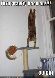 Gravity Cat Know Your Meme