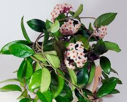 Hoya serpens is one of more than 200 species of hoya plants, commonly called wax flower, that produce red, white or pink flowers. How To Grow Hoya