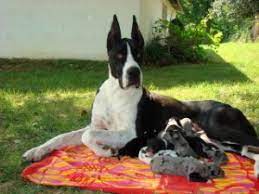 Kentucky great dane rescue's adoption process. Great Dane Puppies In Kentucky