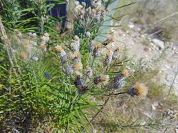 Image result for Vernonia sutherlandii