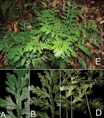 Image result for Selaginellaceae