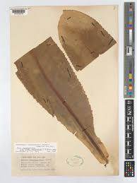 Image result for Dendrosenecio erici-rosenii