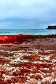 Jul 01, 2021 · according to the florida fish and wildlife conservation commission research institute's harmful algal bloom database, concentrations of karenia brevis, the phytoplankton that causes red tide, were. Sydney Australia Beaches Closed Due To Rare Red Algae Bloom Nature Natural Phenomena Australia Beaches