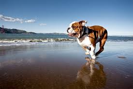 Bulldog Dog Breed Information Pictures Characteristics