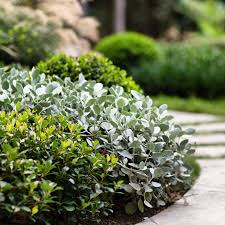 Kalanchoe Silver Spoons And Raphiolepis Indica Snow Maiden With The Buxus Ball Joining In The Back Ground In 2020 Snow Maiden Plants Foliage