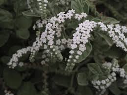 Image result for Heliotropium harareense