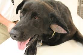 Image result for abscess dog's ear flap