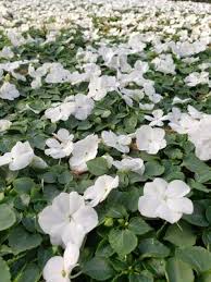 Image result for Impatiens wallerana