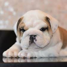 Baggy Bulldogs Bulldog English Bulldog Bulldog Puppies
