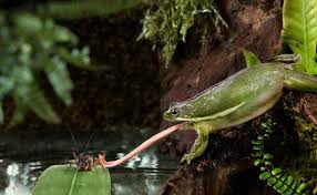 Nama haiwan memutuskan anggota badan. Kelompok Hewan Mana Yang Termasuk Katak Frog Adalah Binatang Atau Serangga Detasemen Amfibi Berat
