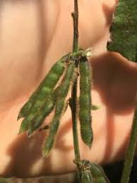 Image result for Neonotonia wightii