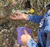 Deliciosos Antojos de Granjenos