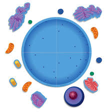We did not find results for: Magnetic Animal Cell Model Cells Cell Processes Physiology Science Education Supplies Nasco