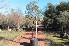 Image result for Deinbollia sp. A