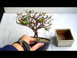 Bonsai Chaenomeles Speciosa Youtube