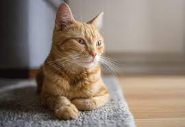 What To Do If Your Cat Is Vomiting White Foam