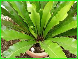 Beda dengan tanaman hias daun lainnya, lidah mertua punya daun yang cukup tebal dan memanjang ke atas. 42 Nama Tanaman Hias Daun Nama Latin Dan Gambarnya Hewata Com