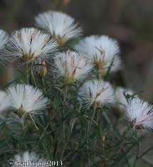 Image result for Dicoma anomala