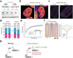 Take a sneak peak at the movies coming out this week (8/12) 'the boss baby: Enhancer Promoter Interactions And Transcription Are Maintained Upon Acute Loss Of Ctcf Cohesin Wapl And Yy1 Biorxiv
