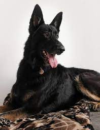 We did not find results for: Black Tan Bi Color German Shepherd Bi Color German Shepherd Dogs German Shepherd German Shepherd