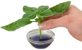 Hydrodynamics international research director, harley smith i bought clonex rooting gel to use it on my bonsai cuttings and check if the success rate is higher or not than the normal powder. What Is Clonex Successful Plant Cloning In A Bottle