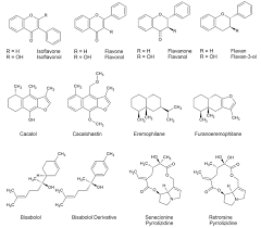 Image result for Senecio maranguensis