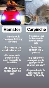 Cabiaï, capybara, grand hydrochère, grand cochon d'eau hydrochoerus hydrochaeris famille de capybaras au brésil. Hamsters Vs Capybaras In Spanish Animals Know Your Meme