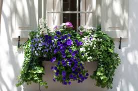 We did not find results for: Window Box Flowers For Shady Spots