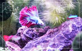 Expert fishkeepers say betta fish sometimes defends for its own territory and fight with other community for protecting its family members. 16 Best Betta Fish Tank Mates Full List Of Animals Compatible With Betta