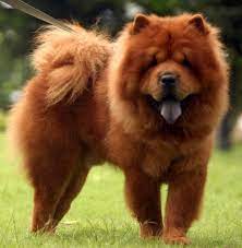 sobaka chau chau opisanie i harakteristiki porody foto