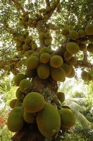 Jackfruit Tree From Cuttings Propagation Forum At Permies