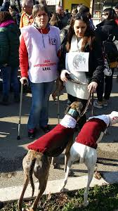 Image result for manifestazioni animaliste animalismo 1981 2021 cortei