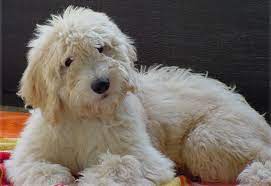 Blue ridge goldendoodle puppies points out that the breed is considered a hybrid, and as such, most major kennel clubs including akc do not register them. Goldendoodle Puppies By Moss Creek Goldendoodles In Florida English Goldendoodle Puppies