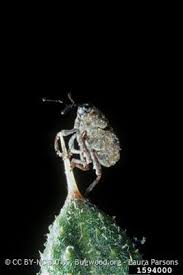 Image result for Trichopteryx stolziana