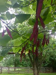 Maybe you would like to learn more about one of these? I Love The Purple Seed Pods On Our Redbud Tree Bonus Color Redbud Tree Seed Pods Tree