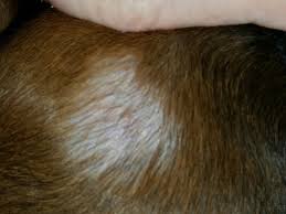 Zu einem solch einseitigen verhältnis gehört auch die beziehung zwischen hund und wurm. Parasiten Bei Hunden
