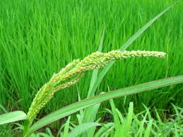 Image result for Echinochloa